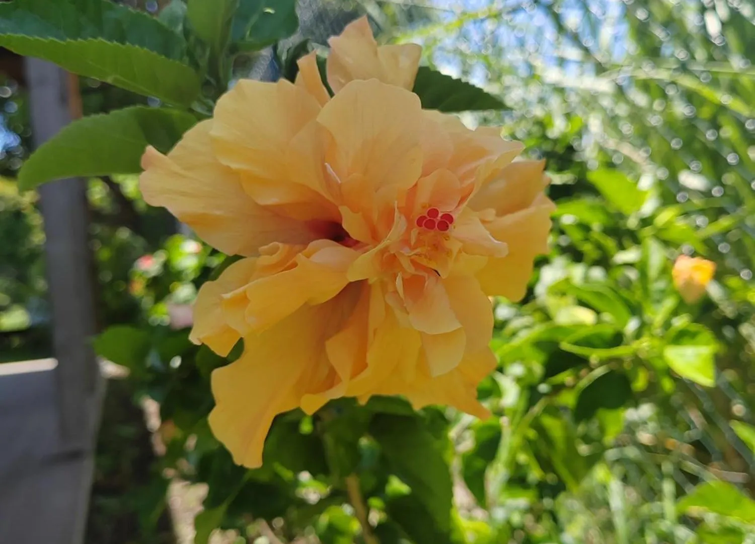 Odyssea Caraibes Cottages & Spa Saint-Louis Hébergement de vacances